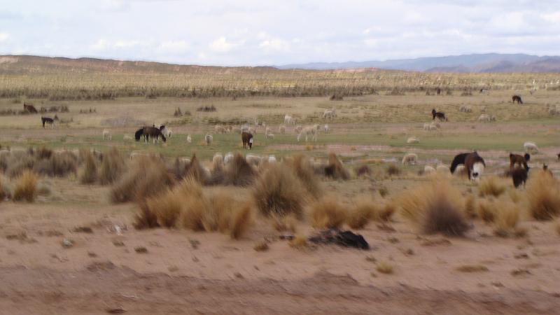 Sabaya Steve's (25).JPG